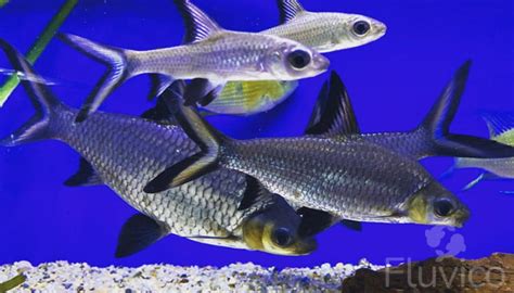 baka shark|Bala Shark Care: Essential Tips for Keeping a Healthy .